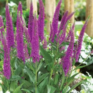 Przetacznik kłosowy 'First Match'