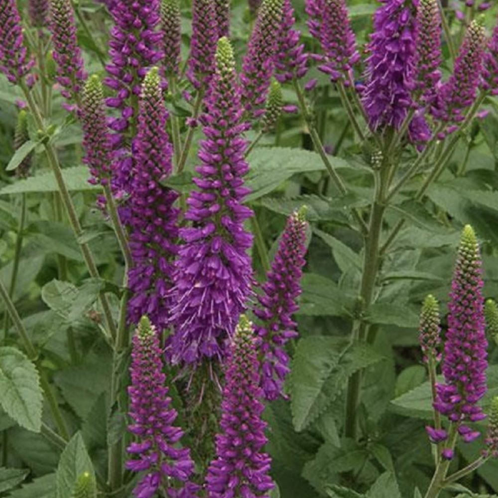 Przetacznik kłosowy 'First Match' - obrazek 2