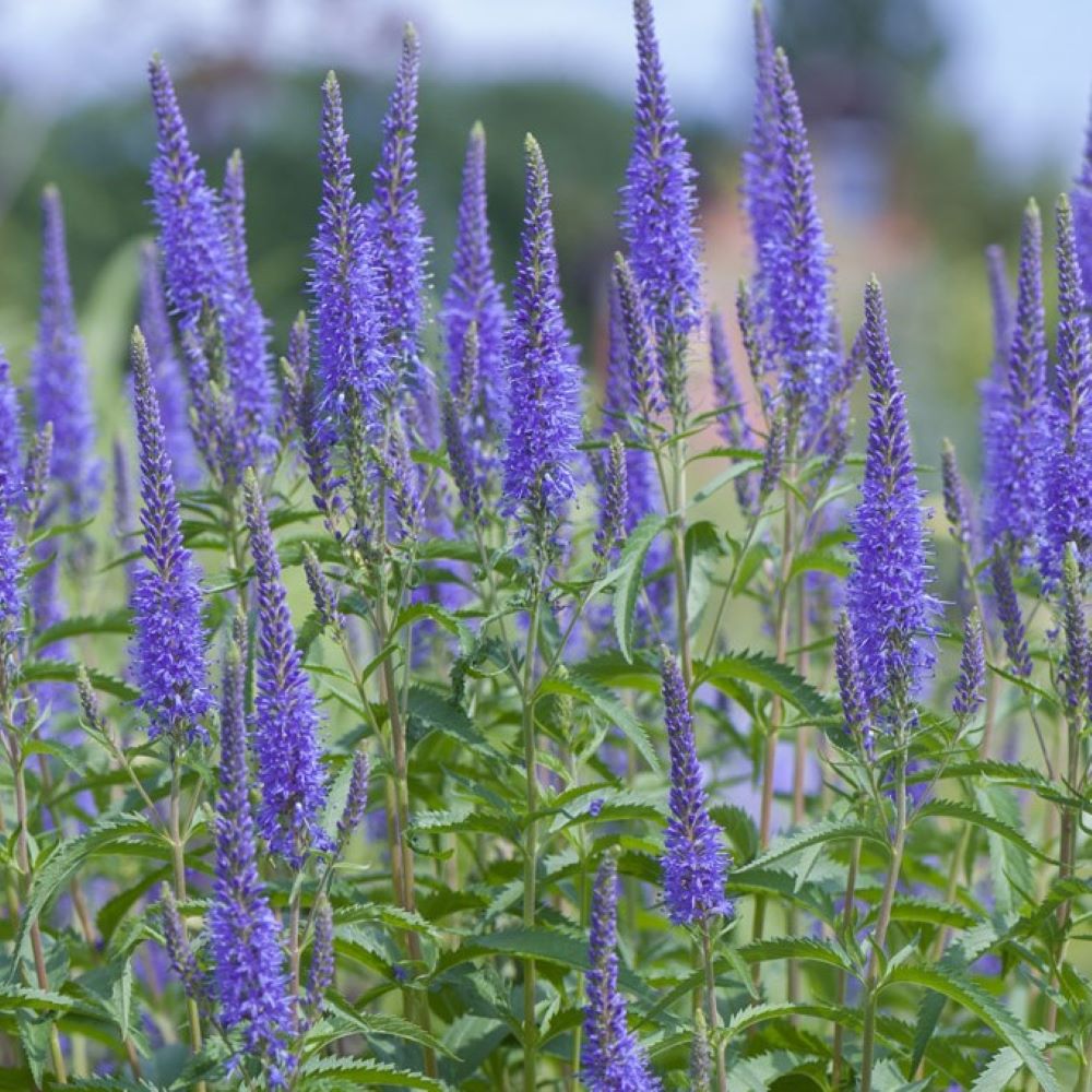 Przetacznik kłosowy 'High Five'