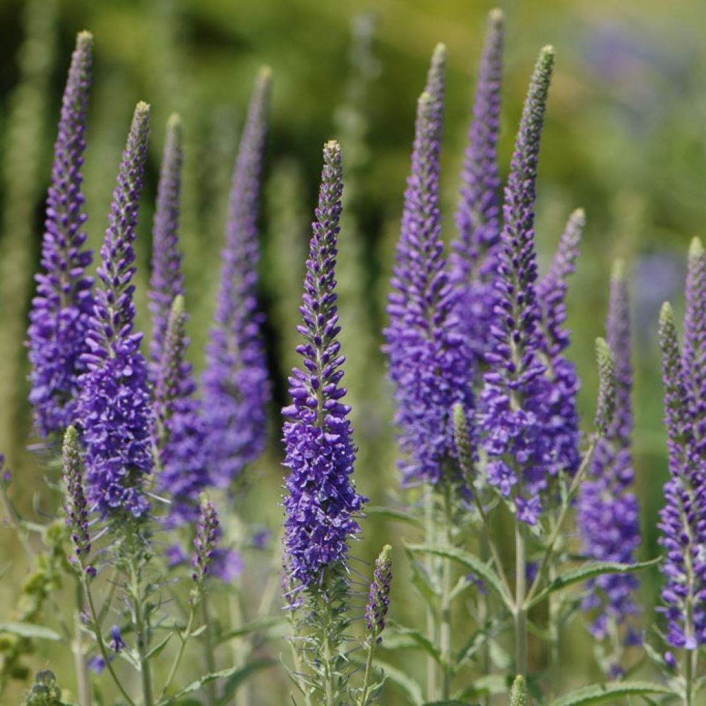 Przetacznik kłosowy 'High Five' - obrazek 2