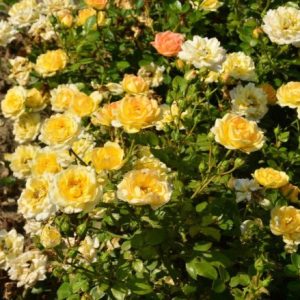 Róża okrywowa Yellow Fairy