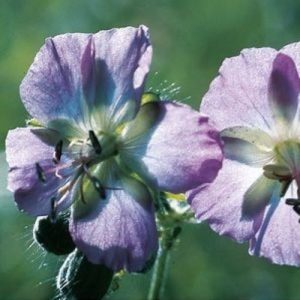 Bodziszek żałobny odm. sina