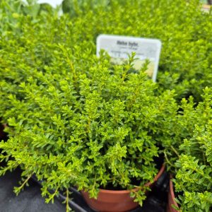 Hebe ‘Green Globe’