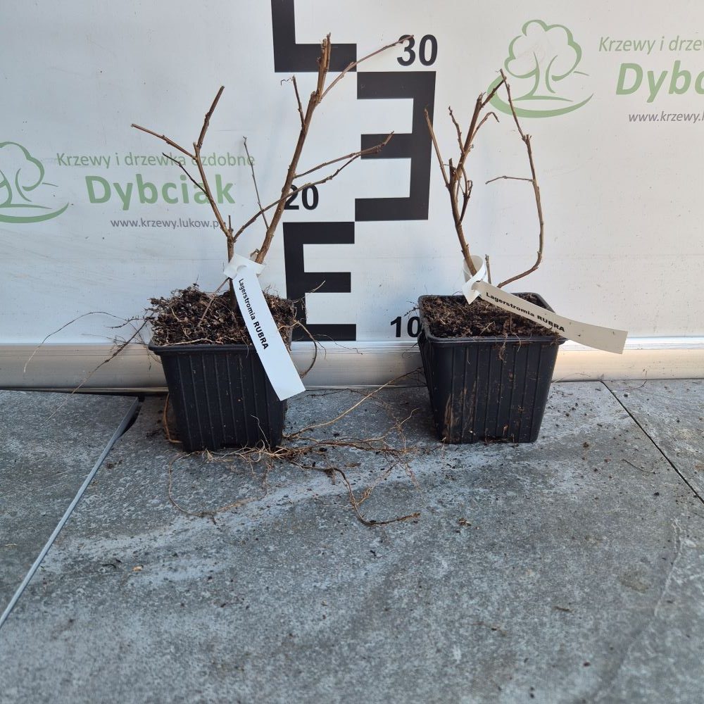 Lagerstroemia 'Rubra' - obrazek 4