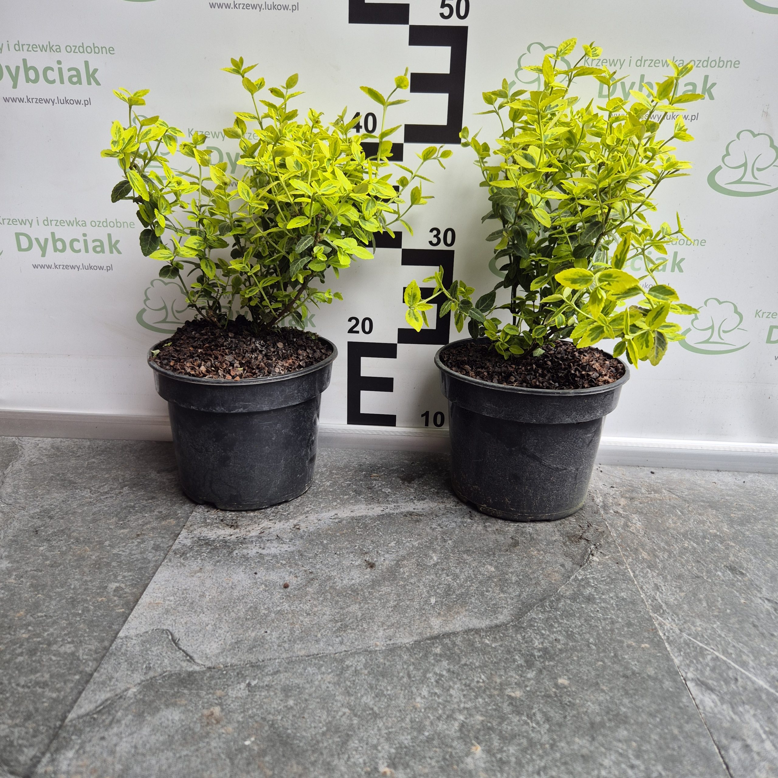 Trzmielina japońska ‘Ovatus Aureus’ - obrazek 2