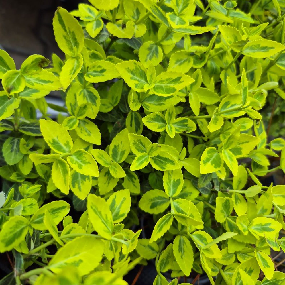 Trzmielina japońska ‘Ovatus Aureus’