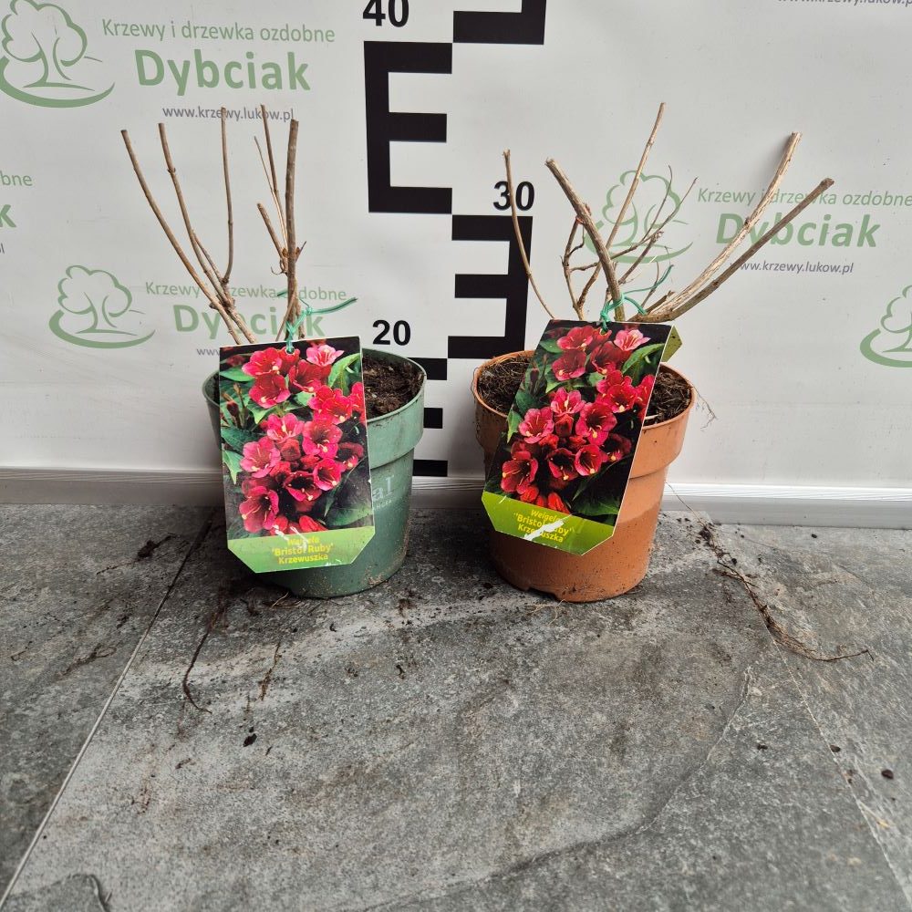 Krzewuszka ‘Bristol Ruby’ - obrazek 2