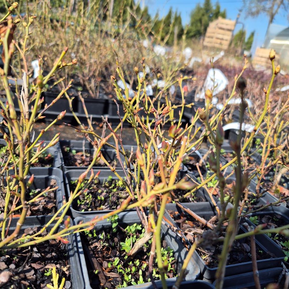 Borówka wysoka 'Chandler' - obrazek 3