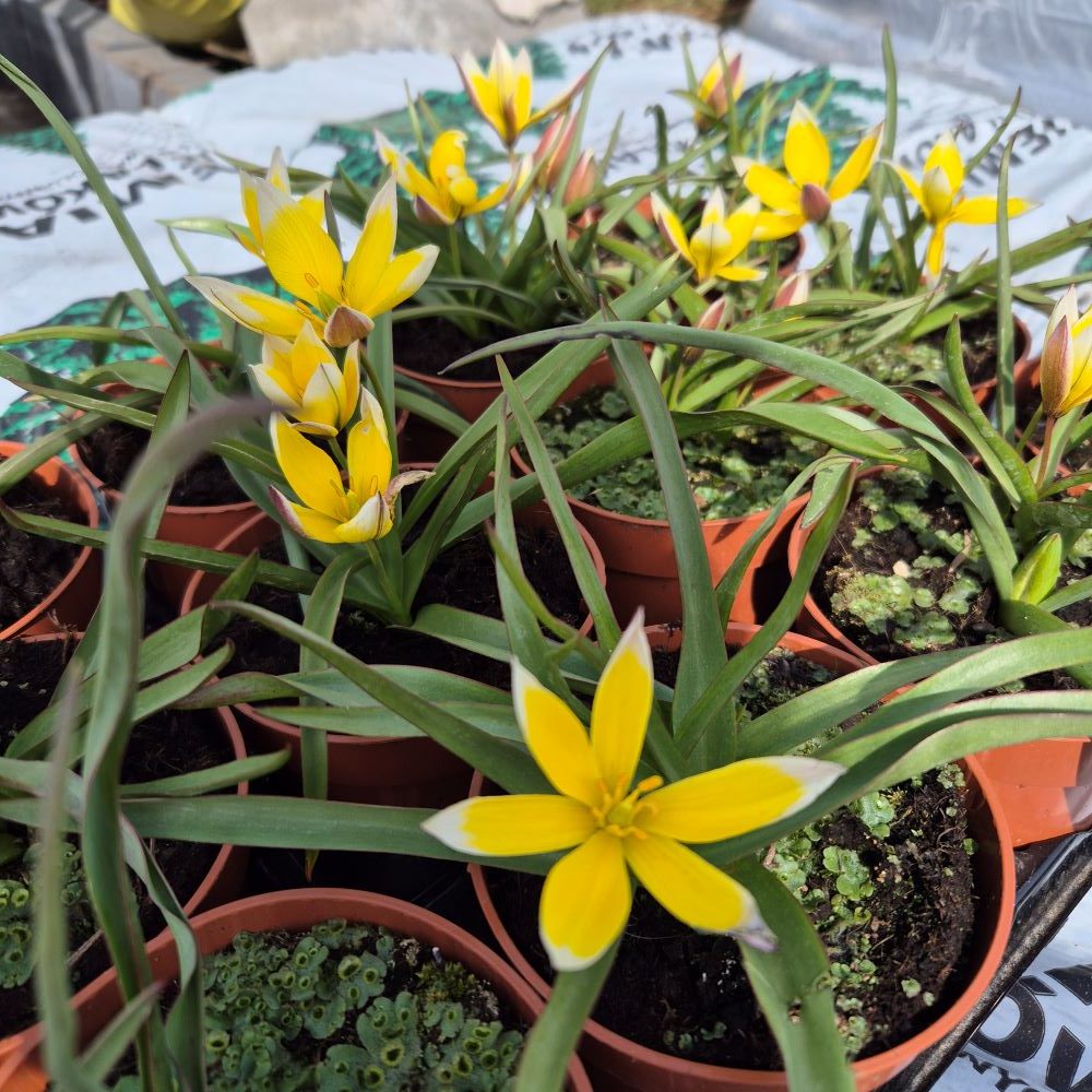 Tulipan botaniczny - obrazek 2