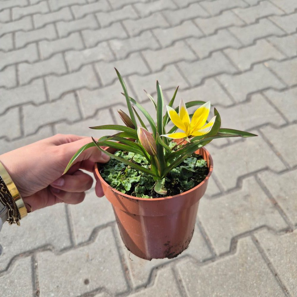 Tulipan botaniczny - obrazek 3