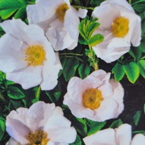 Róża pomarszczona 'Alba'