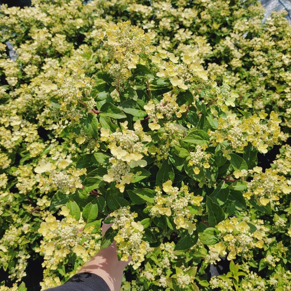 Hortensja bukietowa 'Polestar' - obrazek 4