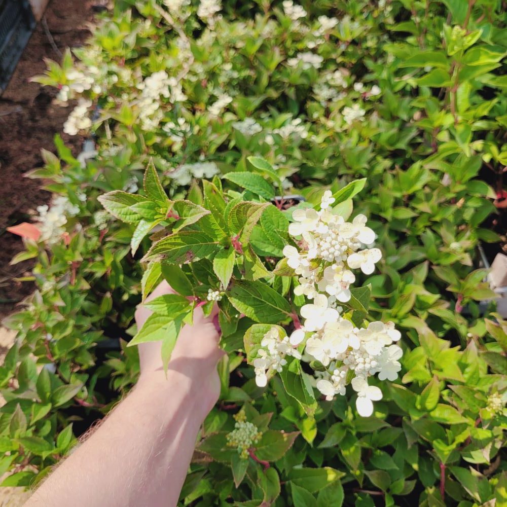 Hortensja bukietowa 'Polestar' - obrazek 5