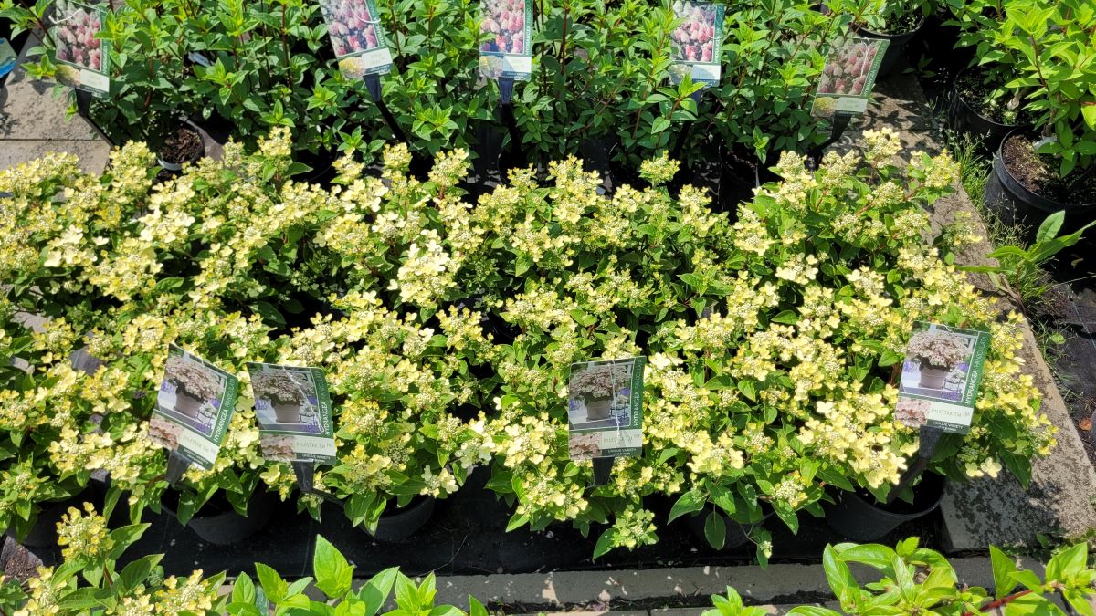 Hortensja bukietowa 'Polestar' - obrazek 6