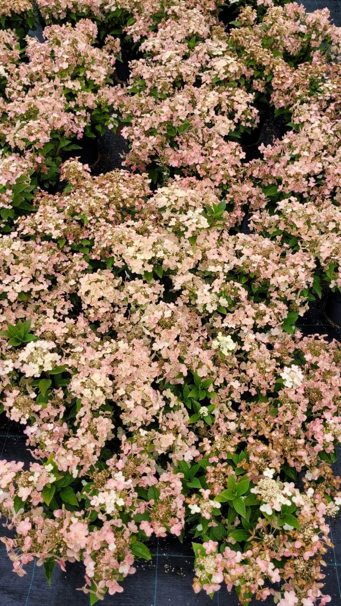 Hortensja bukietowa 'Polestar' - obrazek 7