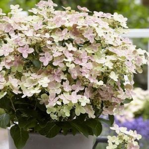 Hortensja bukietowa 'Polestar'