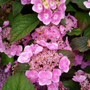 Hortensja piłkowana 'Blue Clouds'