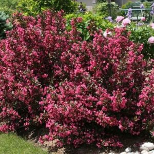 Krzewuszka cudowna 'Tango'