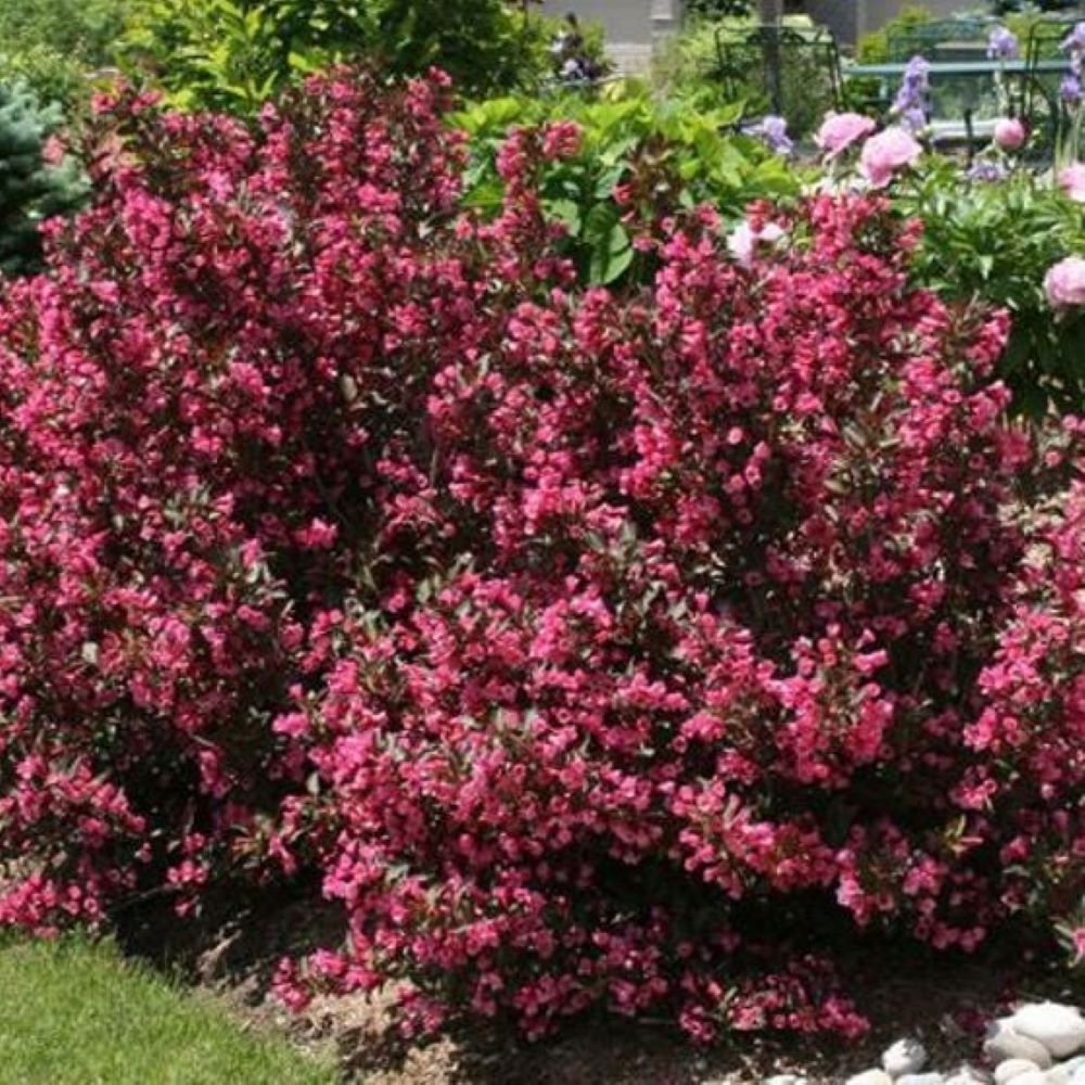 Krzewuszka cudowna 'Tango'