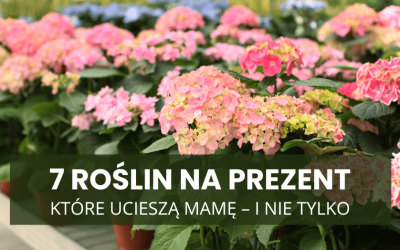 7 roślin na prezent, które ucieszą mamę – i nie tylko