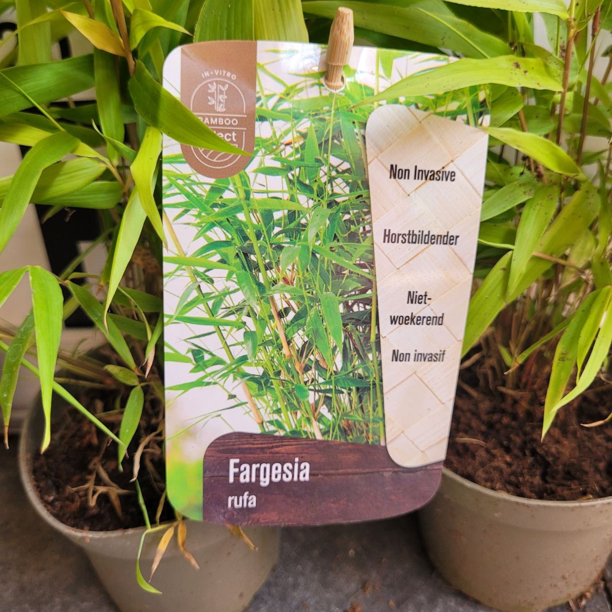 Fargesia rufa fargezja rdzawa