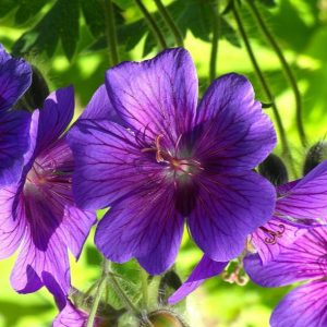 Bodziszek gruziński