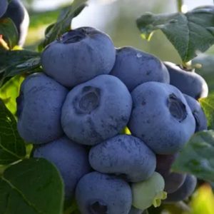 Borówka wysoka 'Bonus'