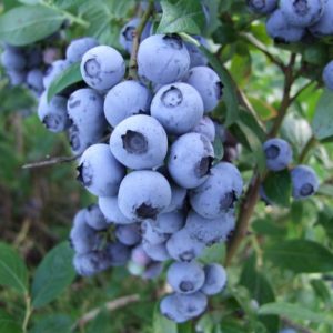 Borówka wysoka 'Duke'