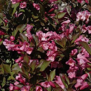 Krzewuszka ‘Rumba’