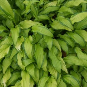 Hosta 'Kabitan'