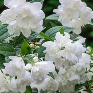 Jaśminowiec 'Rosace'