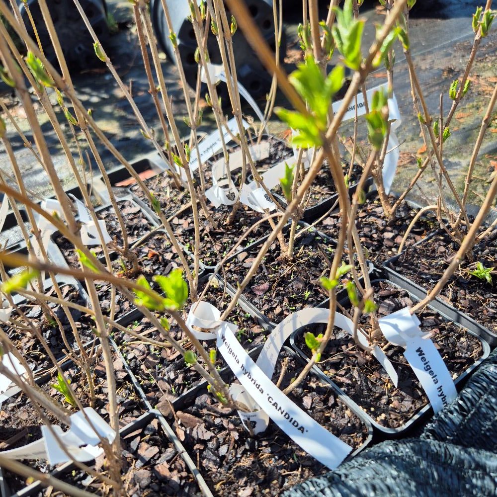 Krzewuszka ‘Candida’ - obrazek 3