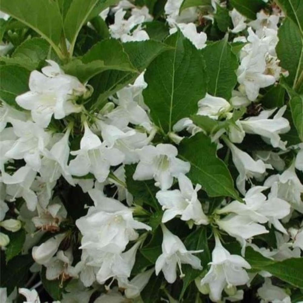 Krzewuszka ‘Candida’