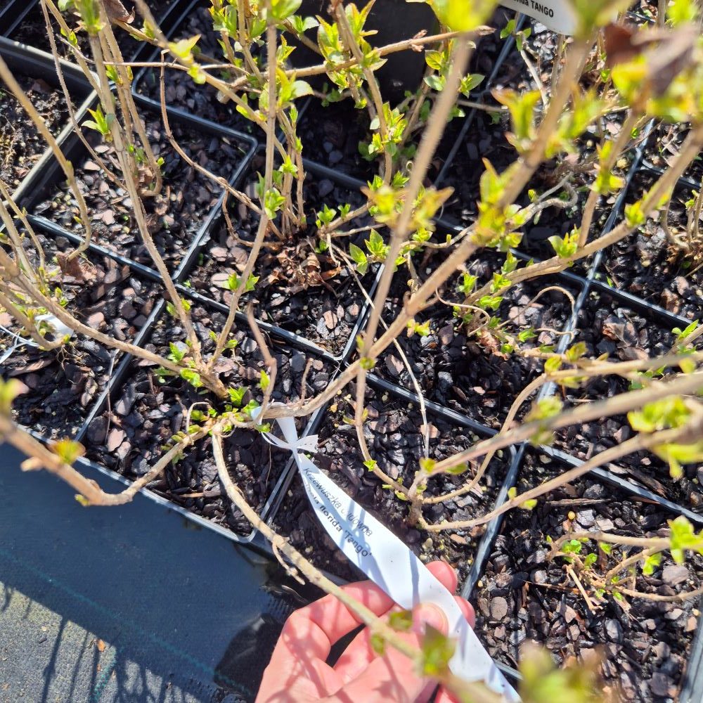 Krzewuszka cudowna 'Tango' - obrazek 2