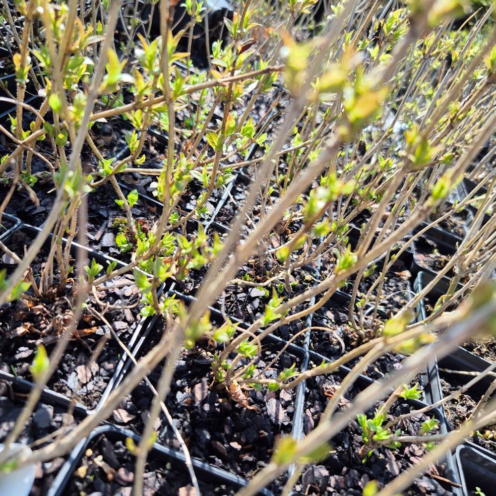 Krzewuszka cudowna 'Tango' - obrazek 3