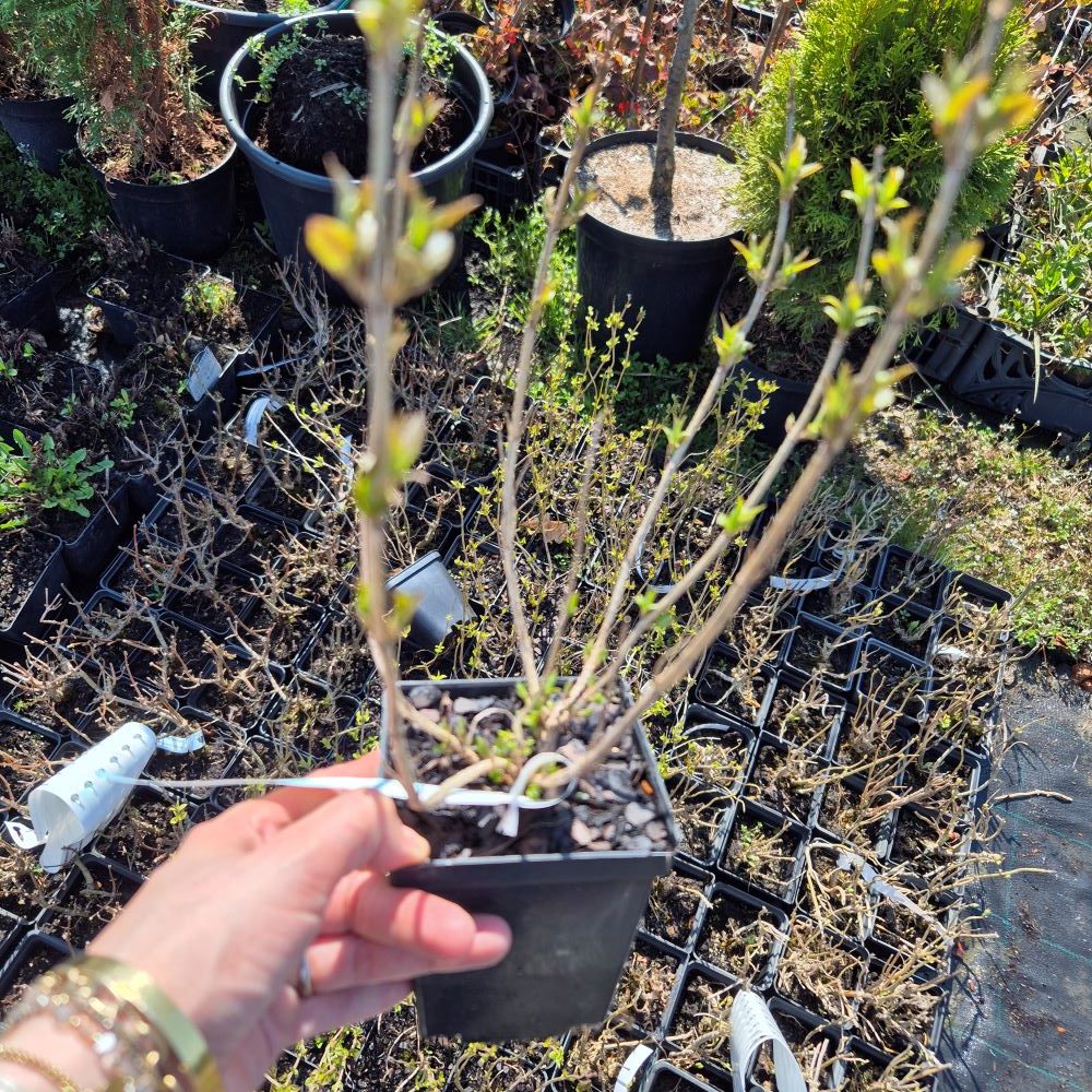 Krzewuszka cudowna 'Tango' - obrazek 4