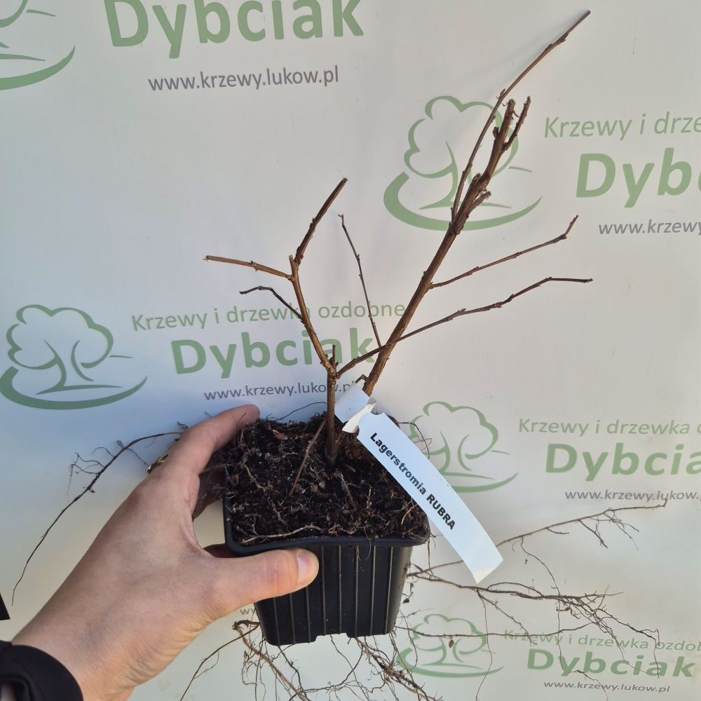 Lagerstroemia 'Rubra' - obrazek 3