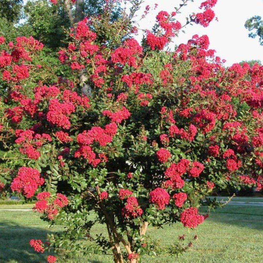 Lagerstroemia 'Rubra' - obrazek 2
