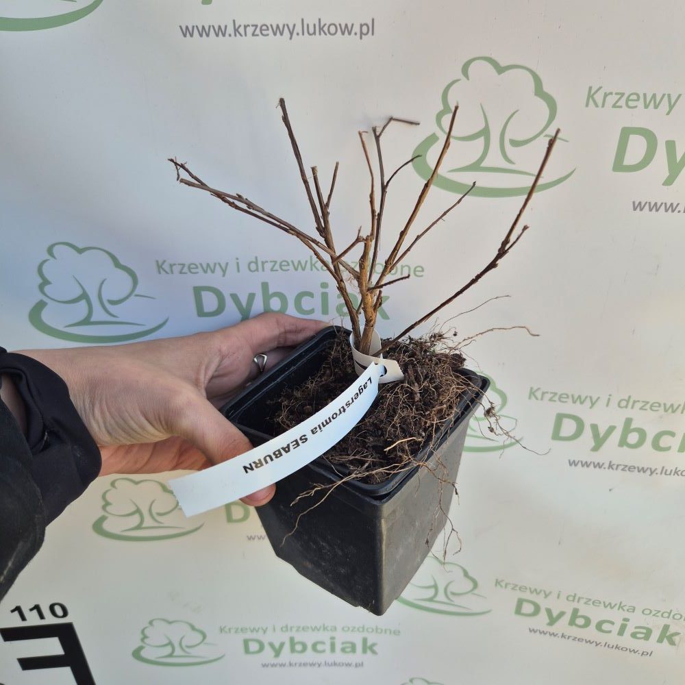 Lagerstroemia ‘Seaburn’ - obrazek 2