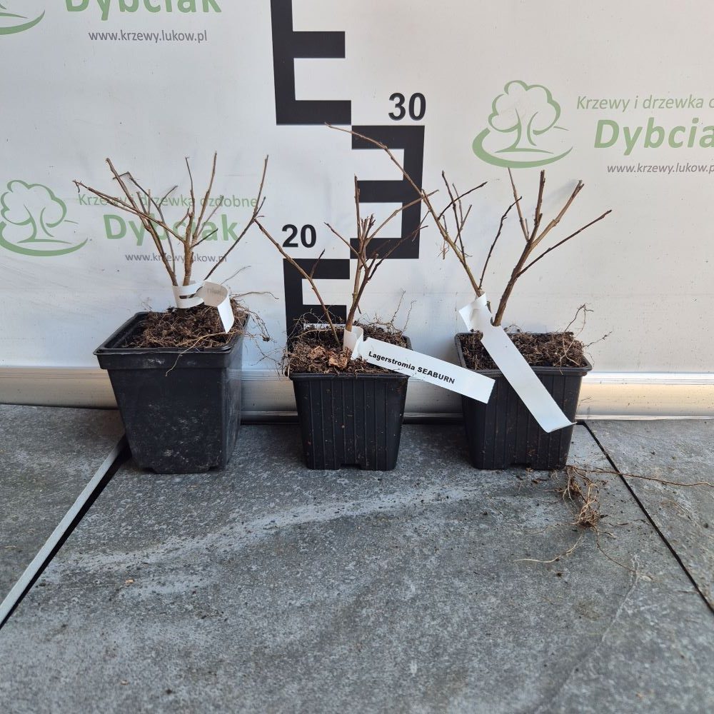 Lagerstroemia ‘Seaburn’ - obrazek 3