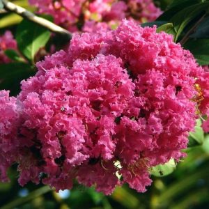 Lagerstroemia ‘Seaburn’