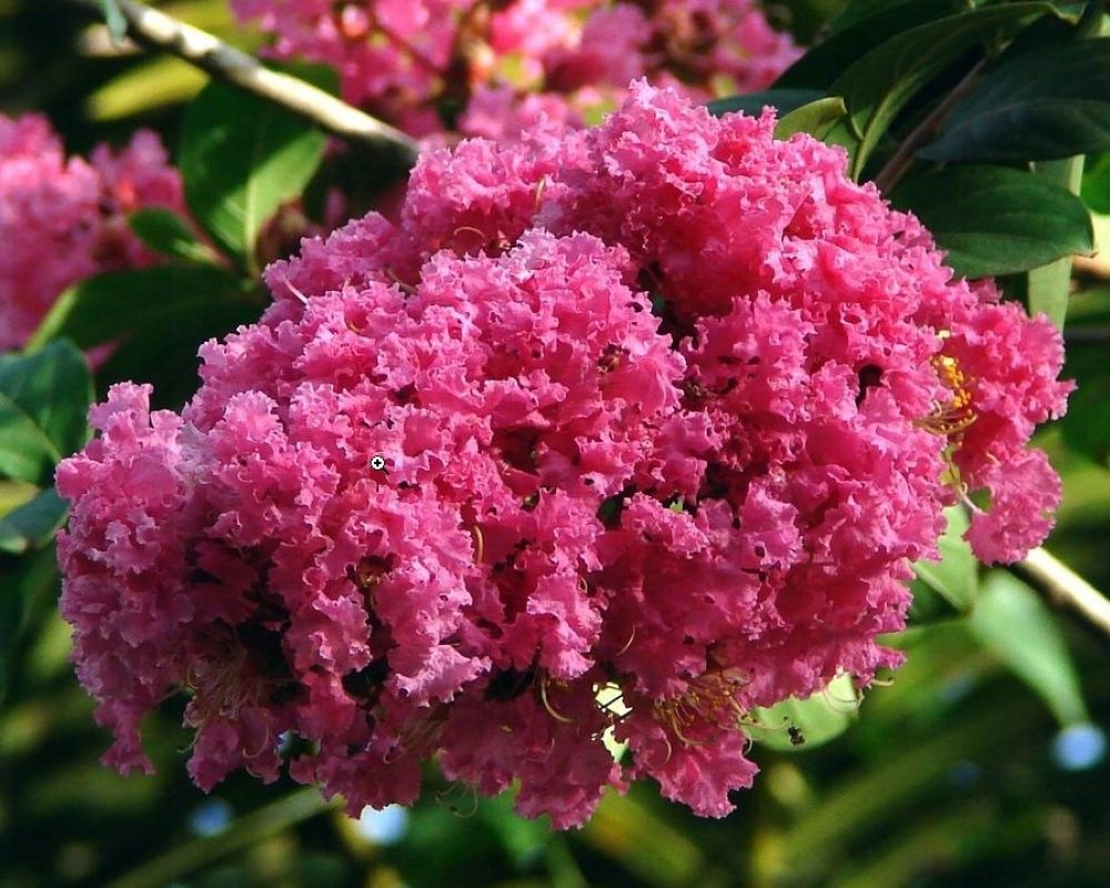 Lagerstroemia ‘Seaburn’
