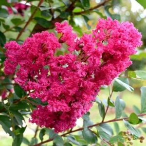 Lagerstroemia 'Turenne'