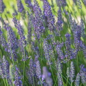 Lawenda pośrednia 'Nico'