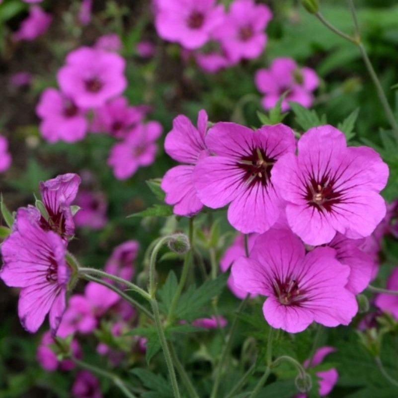 Bodziszek krwisty 'Leeds Variety'