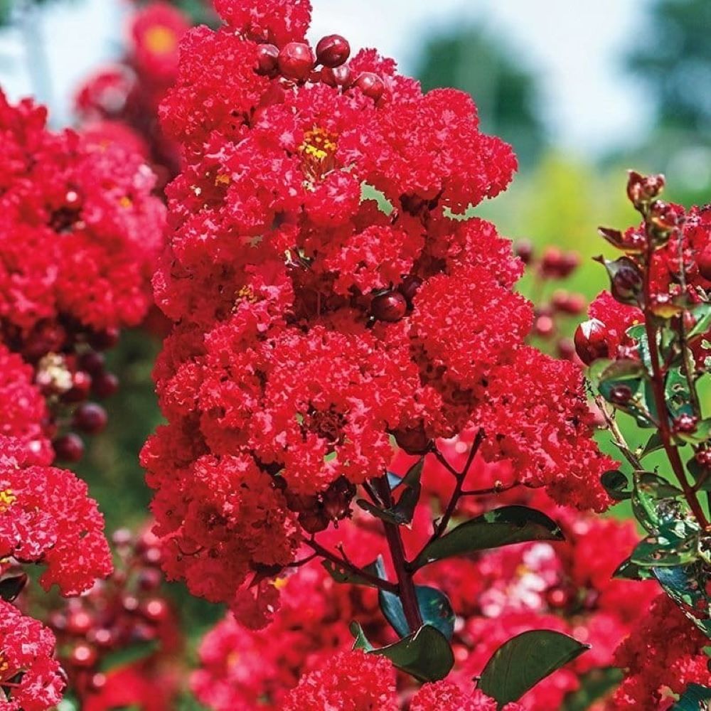 Lagerstroemia 'Magnifica Rubra'