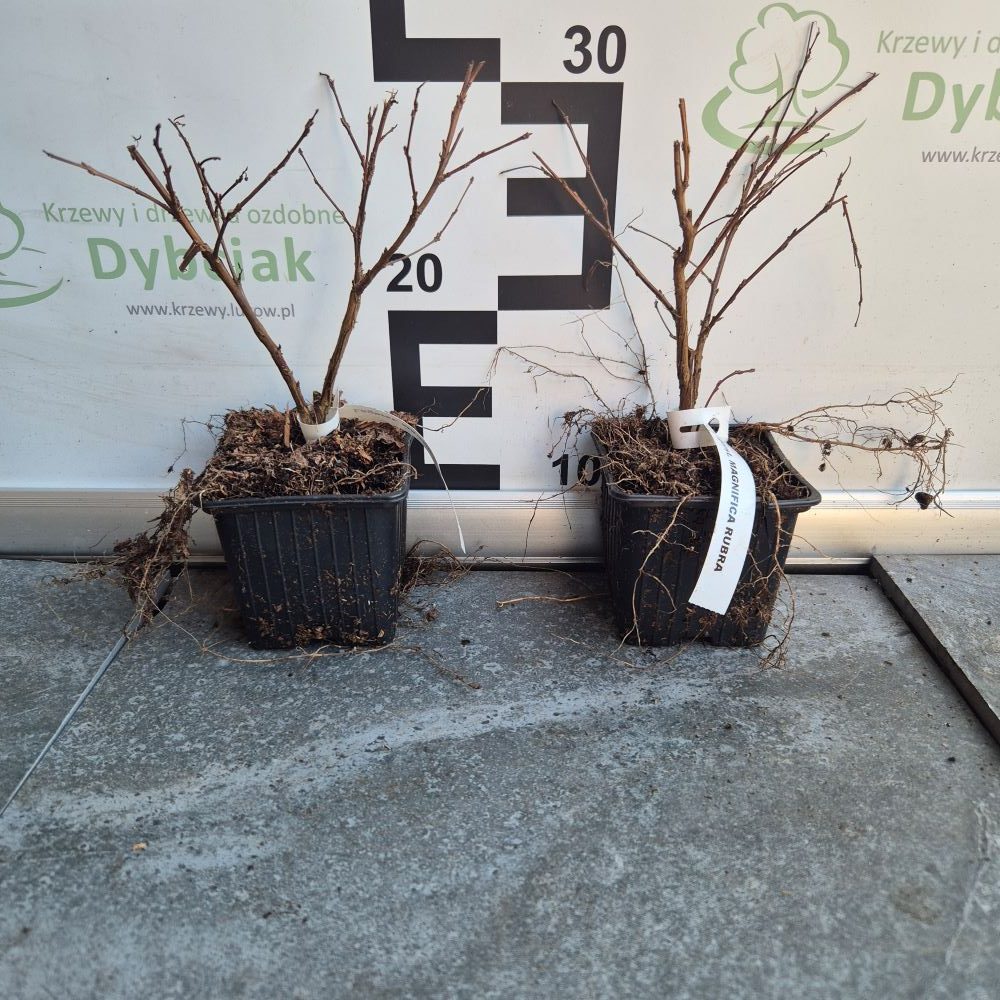 Lagerstroemia 'Magnifica Rubra' - obrazek 2