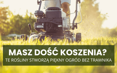 Masz dość koszenia? Te rośliny stworzą piękny ogród bez trawnika