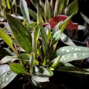 Miodunka 'Excalibur'