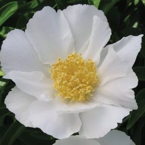 Piwonia 'Krinkled White'